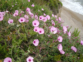 Convolvulus althaeoides